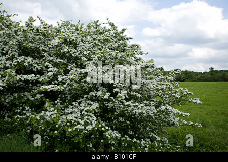 May Tree (Crataegus monogyna) in bloom in Spring in West Sussex, England, UK Stock Photo