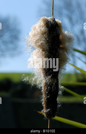 Reed mace or false bulrush Typha latifolia seedhead breaking up to disperse seeds Stock Photo