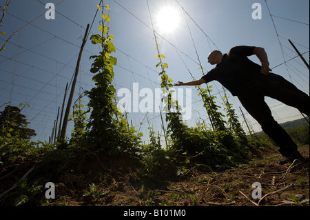 A farmworker looks over young Hop Bines / Vines as they climb the trellis they are attached to in the brilliant Spring Sunlight Stock Photo