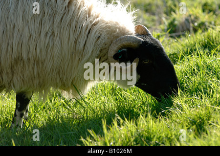 Scottish blackface ewe grazing on good spring pasture Devon Stock Photo