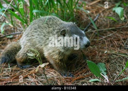 Baby Groundhog or Woodchuck Marmota monax Eastern North America Stock Photo