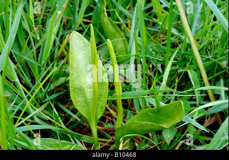 Adderstongue fern at Draycote Meadows, Warwickshire, England, UK Stock Photo