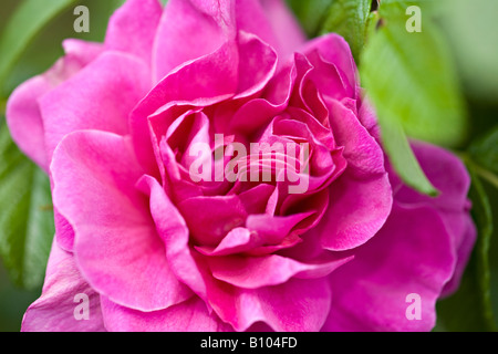 Close up of the beautiful Rosa 'Roseraie de l'Hay' in bloom in Spring Stock Photo