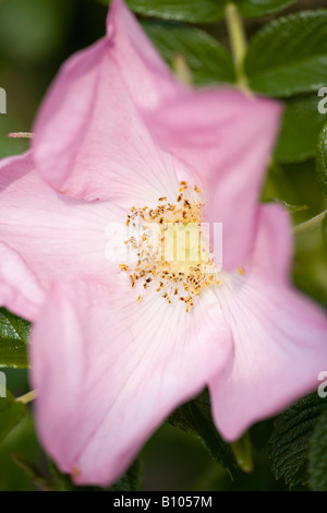 Rose 'Fru Dagmar Hastrup' in spring in West Sussex, England, UK Stock Photo