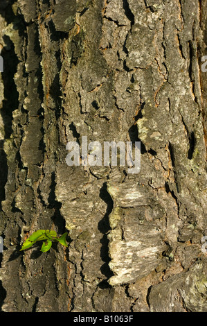 Sourwood bark on mature tree trunk diameter approximate 12 inches Stock Photo