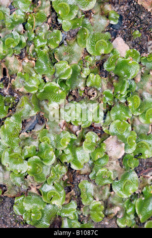 Close-up of Thallose Liverwort [interspersed with Tortula moss] showing crescent-shaped gemmae cups with gemmae inside Stock Photo