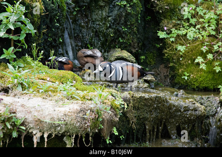 A small group of male and female Harlequin Ducks (Histrionicus histrionicus) sitting on a ledge by waterfall Stock Photo