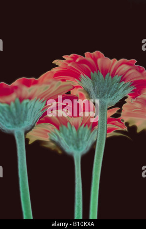 Photo-illustration of a bunch of Gerbera flowers Stock Photo