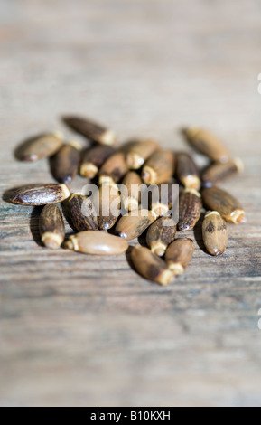 Milk Thistle Seeds - British wild flower Stock Photo