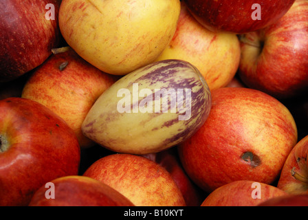 A close-up of fruit: a pepino (melon pear) in amongst several red apples. Stock Photo