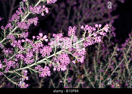 Chanelled Heath- Erica canaliculata- Family Ericaceae Stock Photo