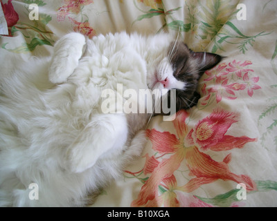 Ragdoll cat asleep on a soft bed with orchid floral print Stock Photo