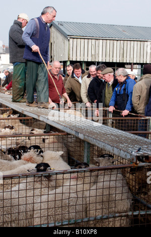 Sheep Pens Newport Cattle Market Stock Photo