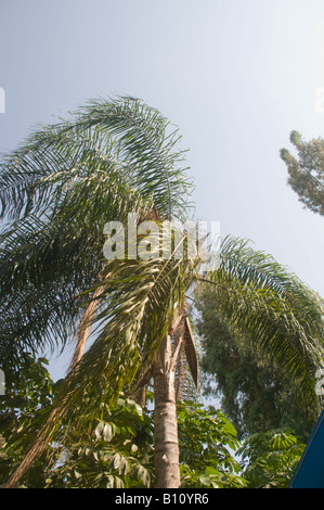 princess palm or hurricane palm Dictyosperma album Stock Photo