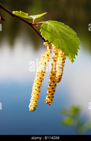 Birch (betula pubescens) catkins and leaves Stock Photo