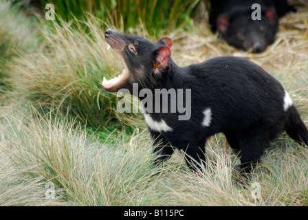 tasmanian devil Sarcophilus harrisii Tasmania Stock Photo