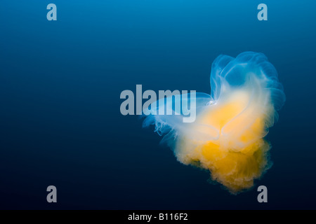 fried egg jellyfish or egg-yolk jellyfish (Phacellophora camtschatica) at California's channel islands Stock Photo