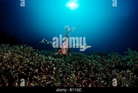 Lionfish over coral Reef Pterois volitans Acropora grandis Komodo Indio Pacific Indonesia Stock Photo