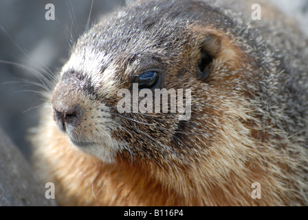 Stock photo of a yellow-bellied marmot closeup, Yellowstone National Park. Stock Photo