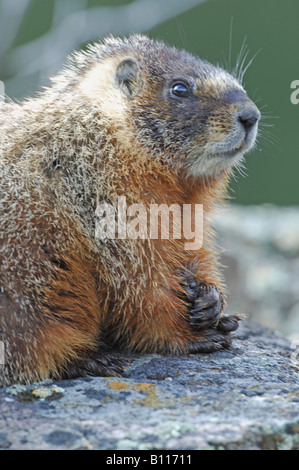 Stock photo of a yellow-bellied marmot sitting on a rock, Yellowstone National Park. Stock Photo