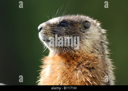 Stock photo closeup of a yellow-bellied marmot sitting upright, Yellowstone National Park. Stock Photo