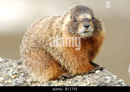 Stock photo of a yellow-bellied marmot sitting on a rock, Yellowstone National Park. Stock Photo