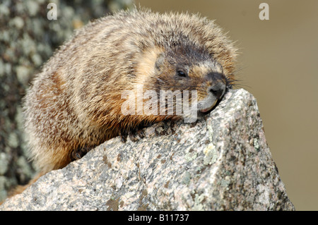 Stock photo of a yellow-bellied marmot marking his territory, Yellowstone National Park. Stock Photo