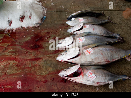 Freshly caught and auctioned tuna. Stock Photo