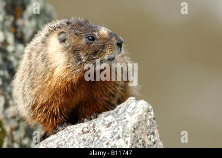 Stock photo of a yellow-bellied marmot perched on a rock, Yellowstone National Park. Stock Photo