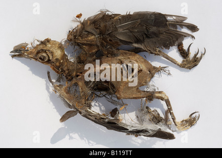 Decomposing dead blackbird Stock Photo