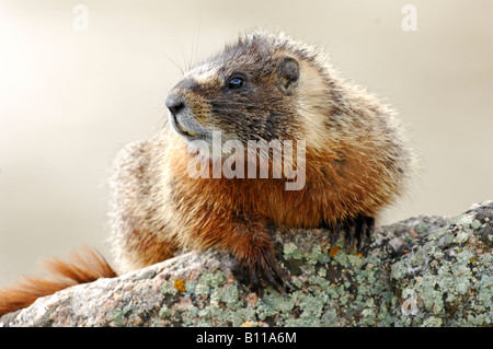 Stock photo of a yellow-bellied marmot sitting on a rock, Yellowstone National Park. Stock Photo