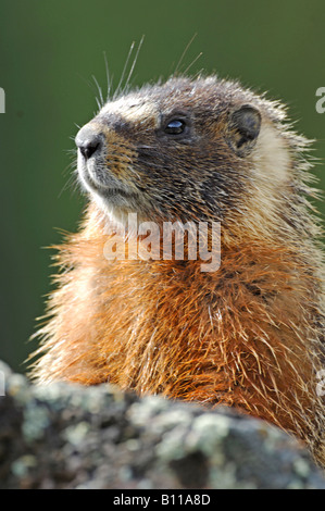 Stock photo closeup of a yellow-bellied marmot sitting upright, Yellowstone National Park. Stock Photo