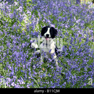 A young Border Collie Dog in a patch of Bluebells, England, UK, Spring Stock Photo