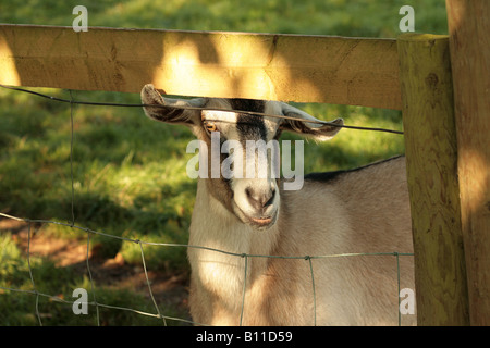 Goat looking under fence on a childrens farm on a sunny day Stock Photo