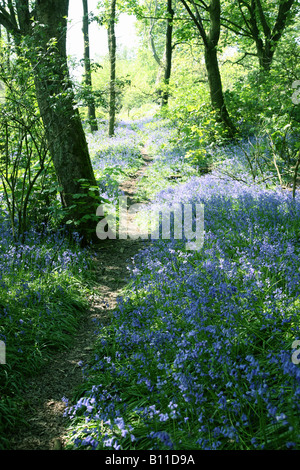 A footpath through an English Bluebell wood in spring time with the leaves on the trees just coming out, England, UK Stock Photo