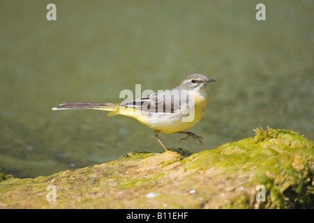 A single adult male Grey Wagtail (Motacilla cinerea) with one leg raised standing on rock beside pond Stock Photo