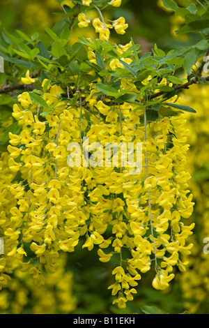 A close up of the yellow flowers of the Common Laburnum tree (Laburnum anagyroides) in Spring. Sussex, UK Stock Photo