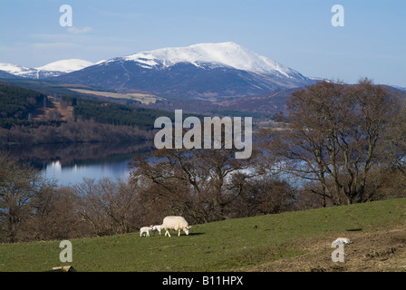 dh Loch Tummel STRATHTUMMEL PERTHSHIRE Mount Schiehallion sheep and two lambs in hillside field scotland spring scene lamb meadow uk scottish mountain Stock Photo