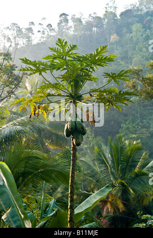 Papaya Tree (Carica papaya) with ripe Papayas hanging on the trunk ...