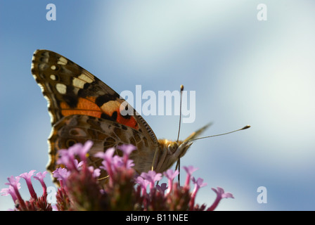 Painted Lady Butterfly (Vanessa cardui) nectaring on Verbena bonariensis flower Stock Photo