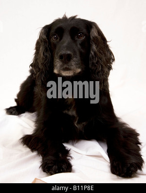 A portrait of a Welsh Cocker Spaniel, Black, Blue Roan Spaniel, Stock Photo