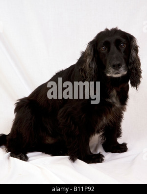 A portrait of a Welsh Cocker Spaniel, Black, Blue Roan Spaniel, Stock Photo