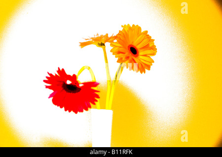 Red and orange gerberas in white vase Stock Photo