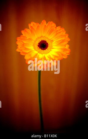 Orange Gerbera Stock Photo