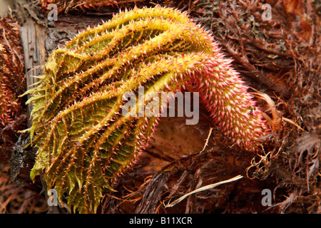 Gunnera manicata, young leaf in spring. Stock Photo