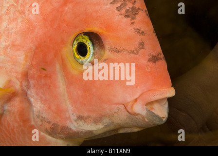 Vieja synspila, Redhead Cichlid, xantic female Cichlidae, South America Stock Photo
