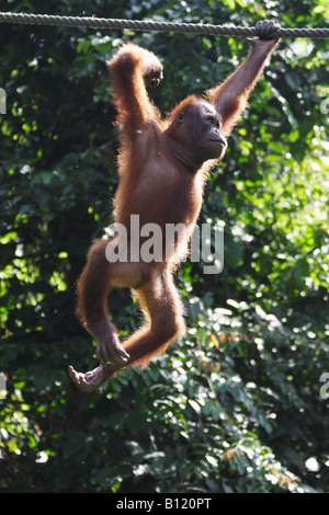 Orangutan At Sepilok Sanctuary, Sabah, Malaysian Borneo Stock Photo