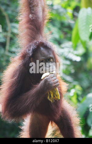Orangutan At Sepilok Sanctuary, Sabah, Malaysian Borneo Stock Photo