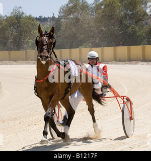 Cinder and sand racing at Marsa racetrack, Trotters, Horse-racing, Trot races at the Racing Club, Racecourse Street, Marsa, Malta. Stock Photo