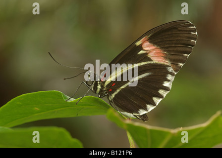 A postman butterfly  (Heliconius melpomene) Stock Photo